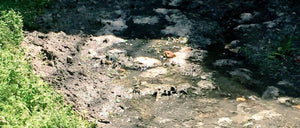 Septic Tank Service:  Are your “flushable” wipes ruining your septic tank?