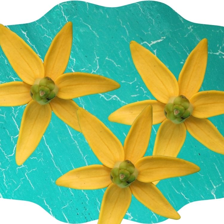 Original | Toilet Paper Spray