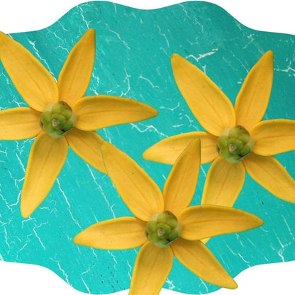 Original | Toilet Paper Spray