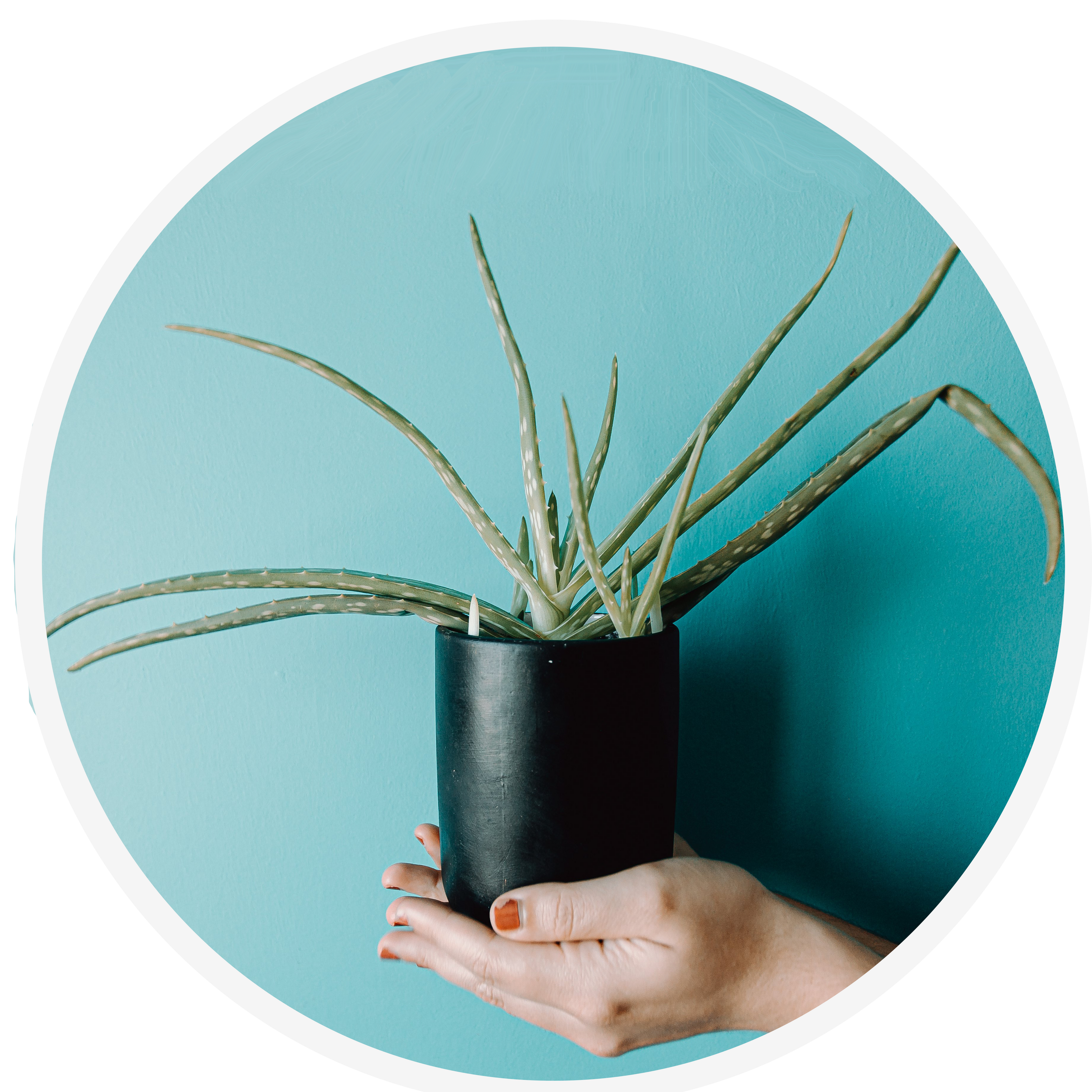 aloe plant in hands against teal background indicating Pristine toilet paper spray wet wipe alternative is plant-based